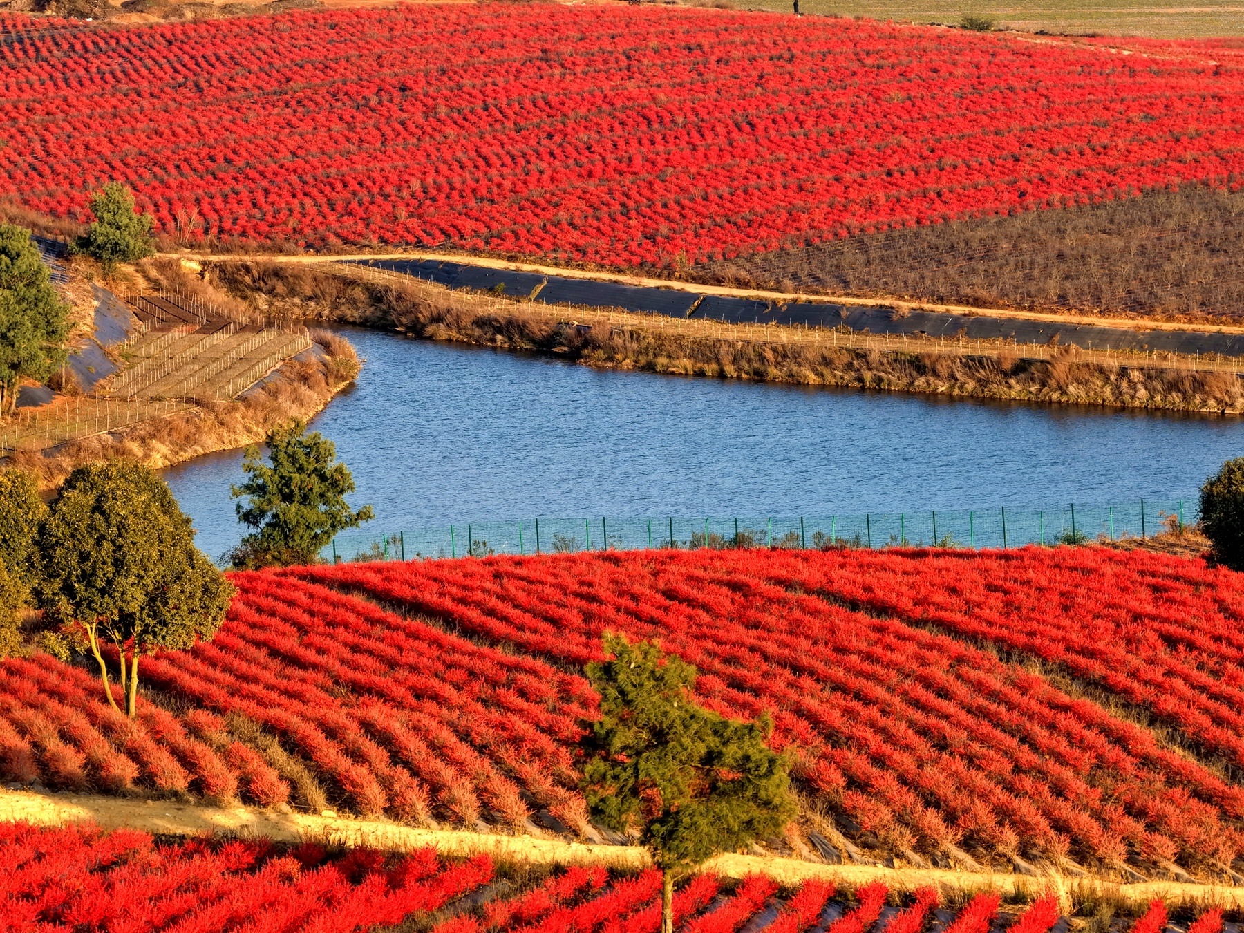 北美冬青种植基地。