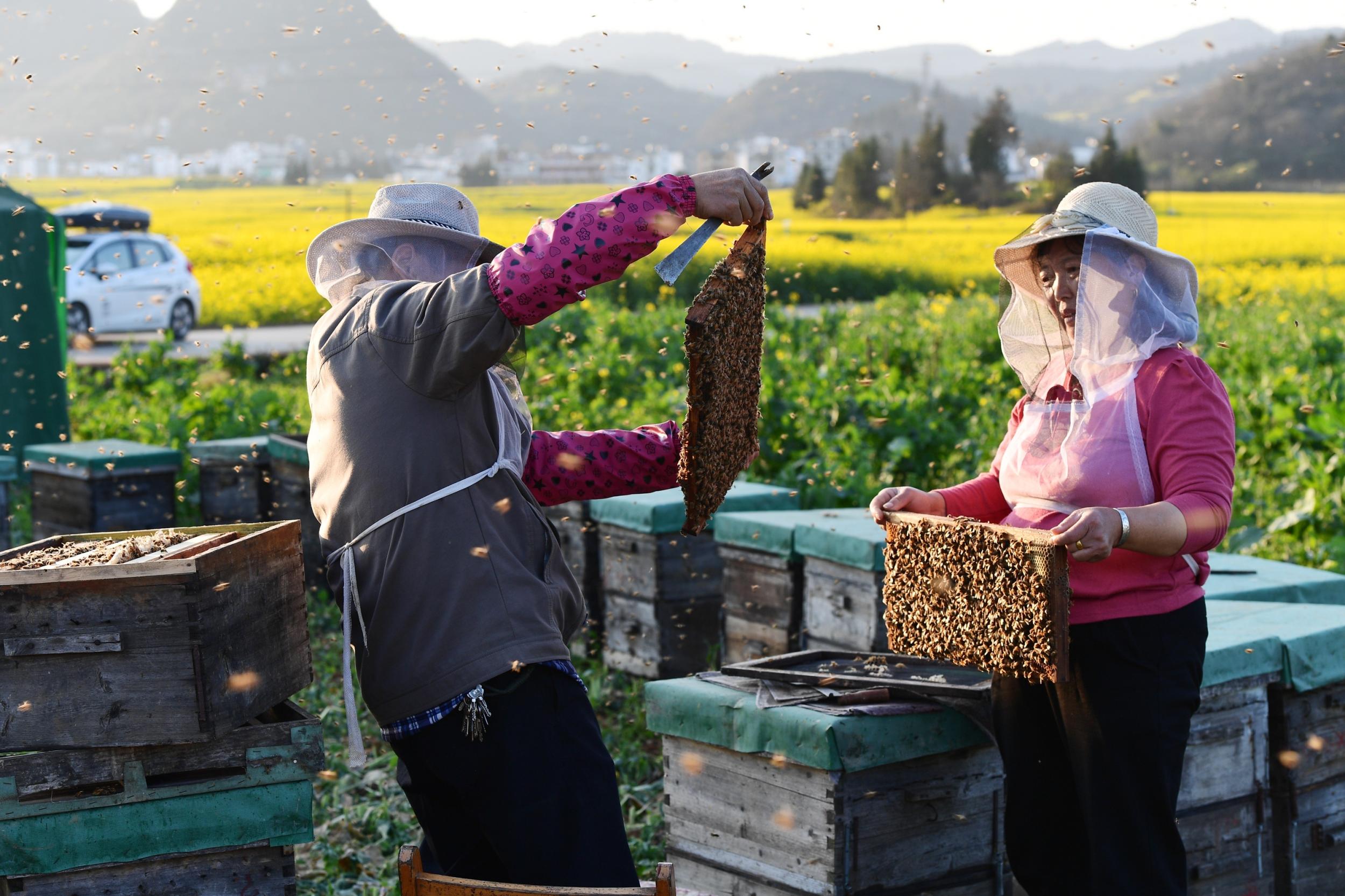 养蜂人查看蜜蜂。毛虹 摄