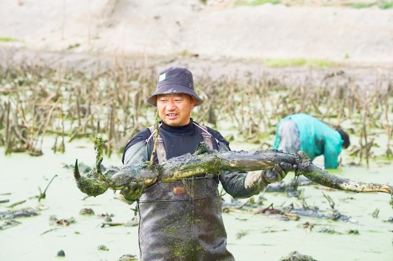 采收莲藕。桑俊燕 摄