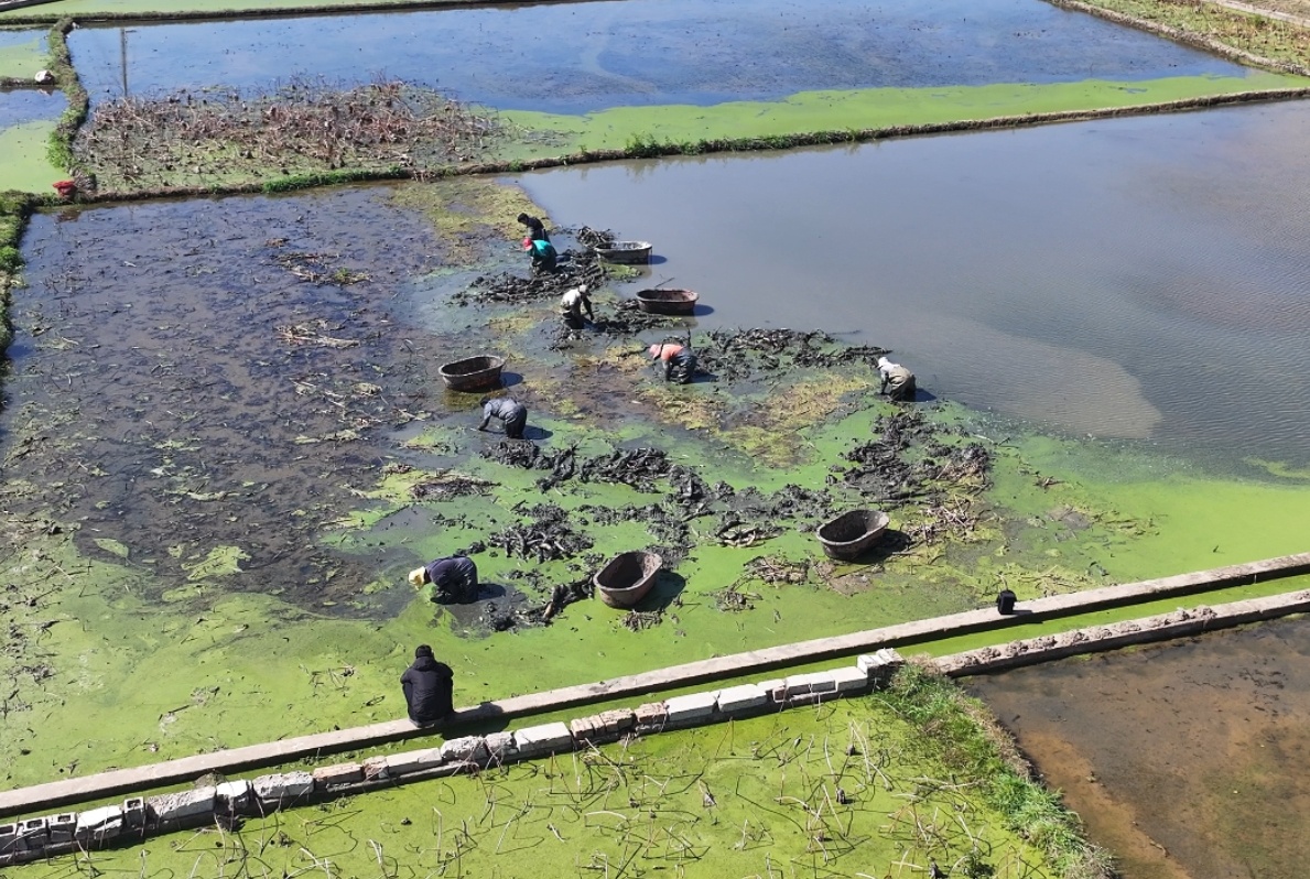 采收莲藕。潘砚文 摄