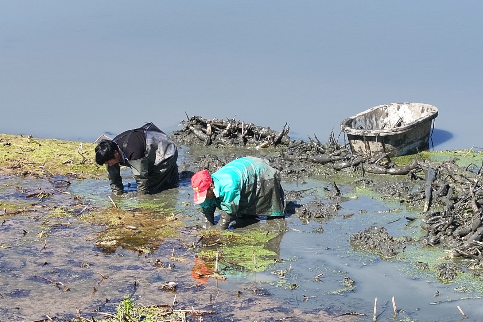采收莲藕。潘砚文 摄