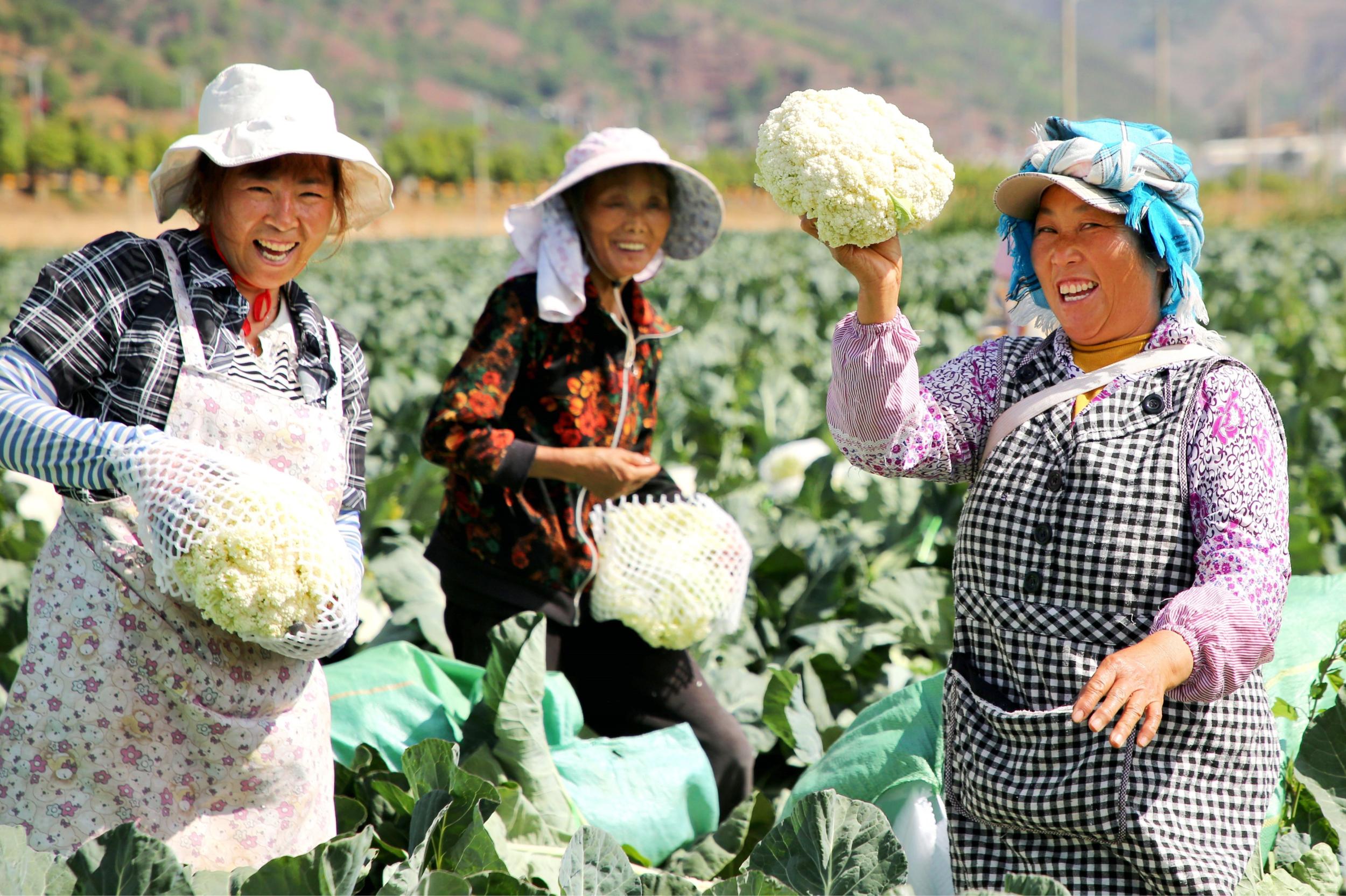 群众在“家门口”的蔬菜基地务工。尹永权 摄