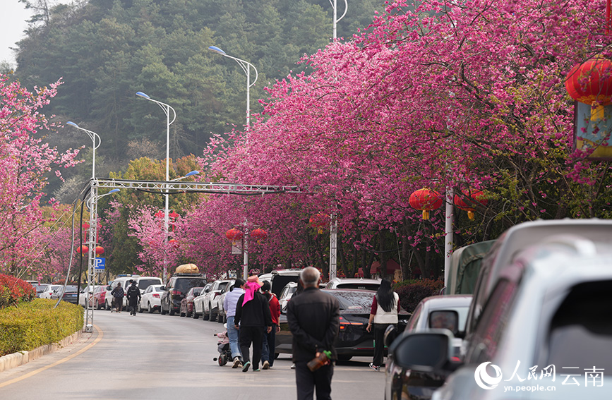 图为曲靖市马龙区街道旁樱花盛开。人民网记者 虎遵会 摄