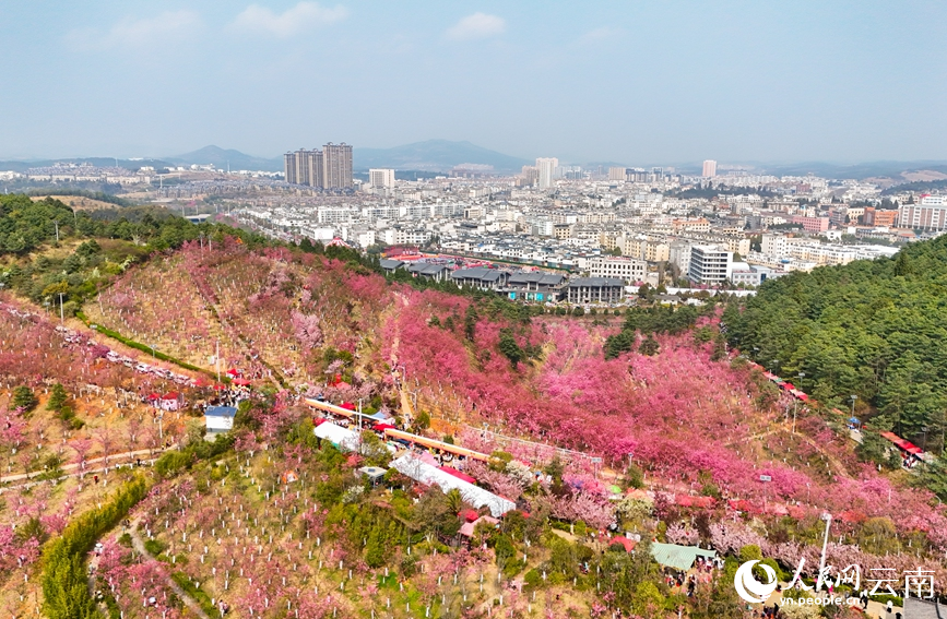 图为曲靖市马龙区樱花谷和城区风光。人民网记者 虎遵会 摄