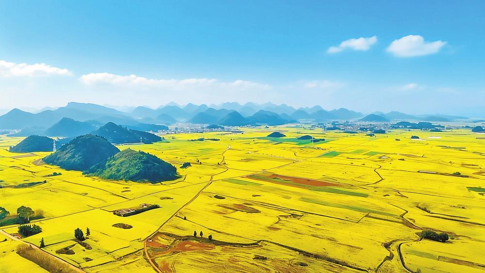一望无际的罗平油菜花海。
