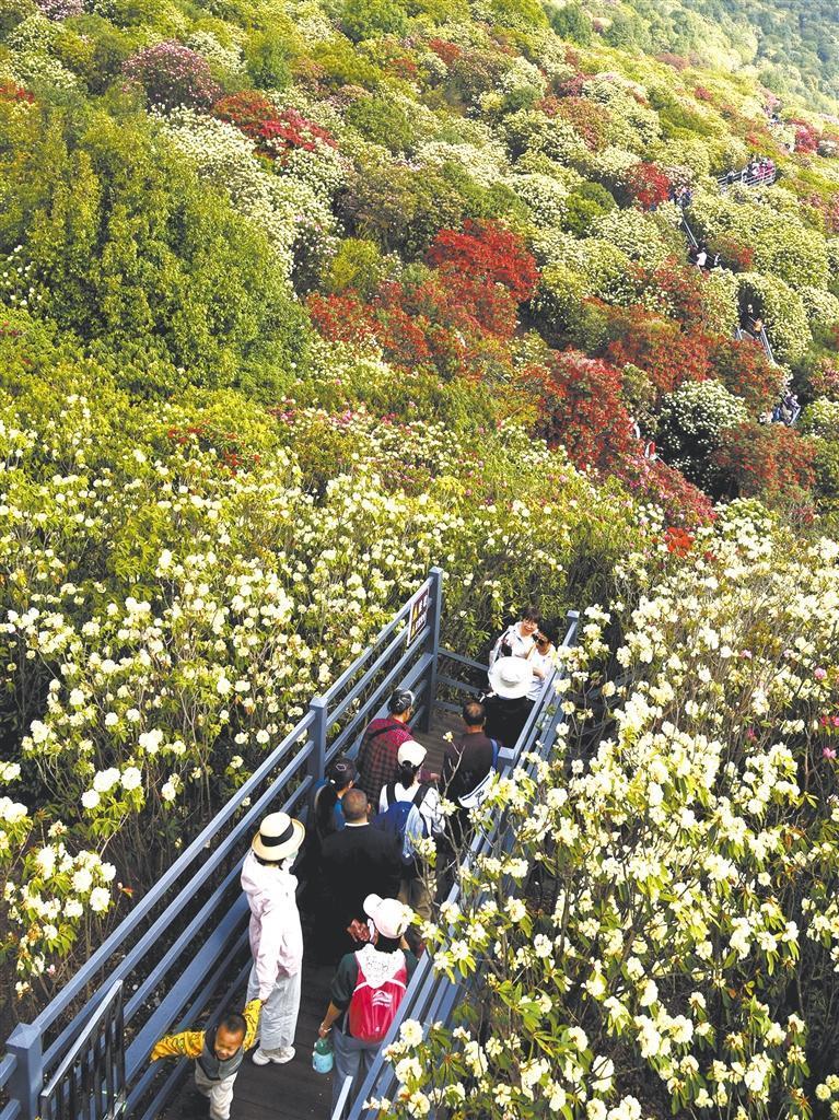 踏春。毛怀芬 摄