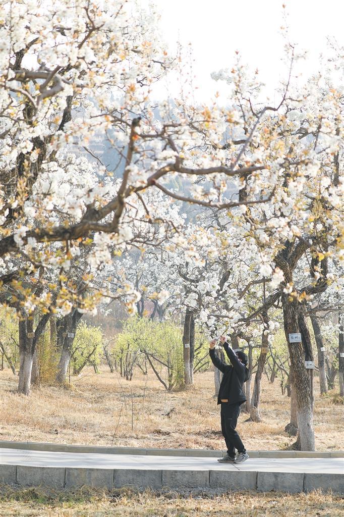 梨园春色。刘光信 摄