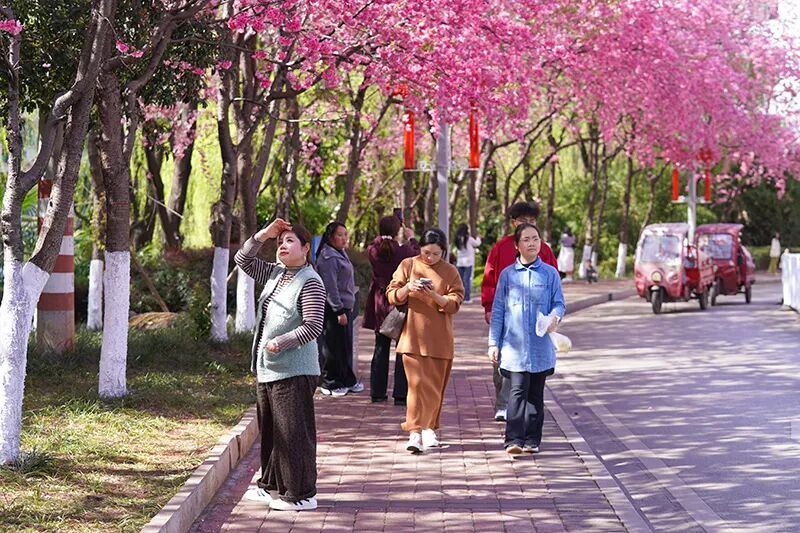 樱花树下的游人。