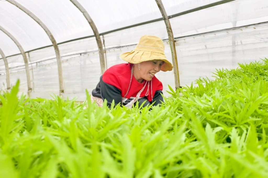 采收藜蒿。李南南 摄