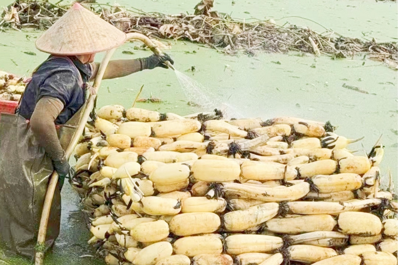 采收莲藕。胡吉林 摄