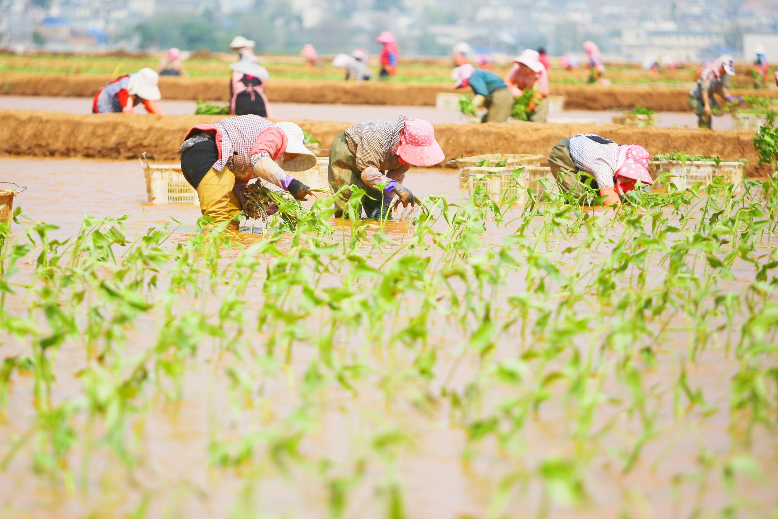 种植慈姑。杨俊鹏 摄