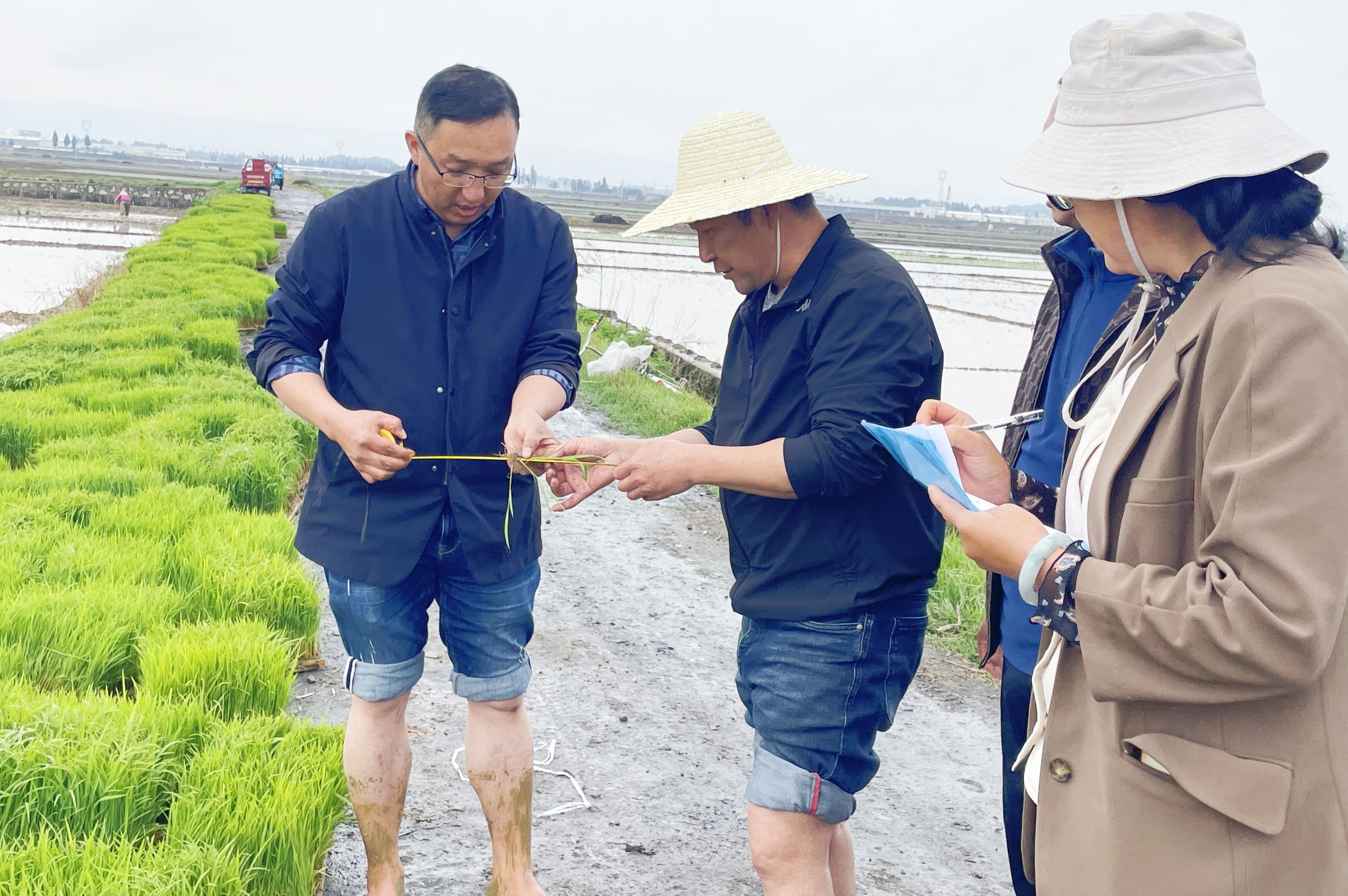 测量秧苗长度。方艳华 摄