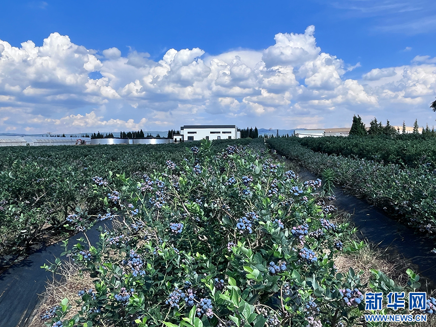 麒麟区蓝莓种植基地（6月1日摄）。新华网 刘馨蔚 摄