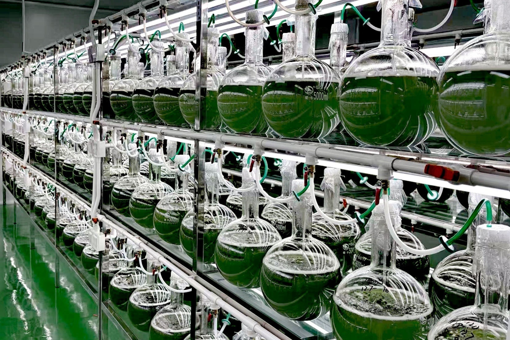 扩繁车间。