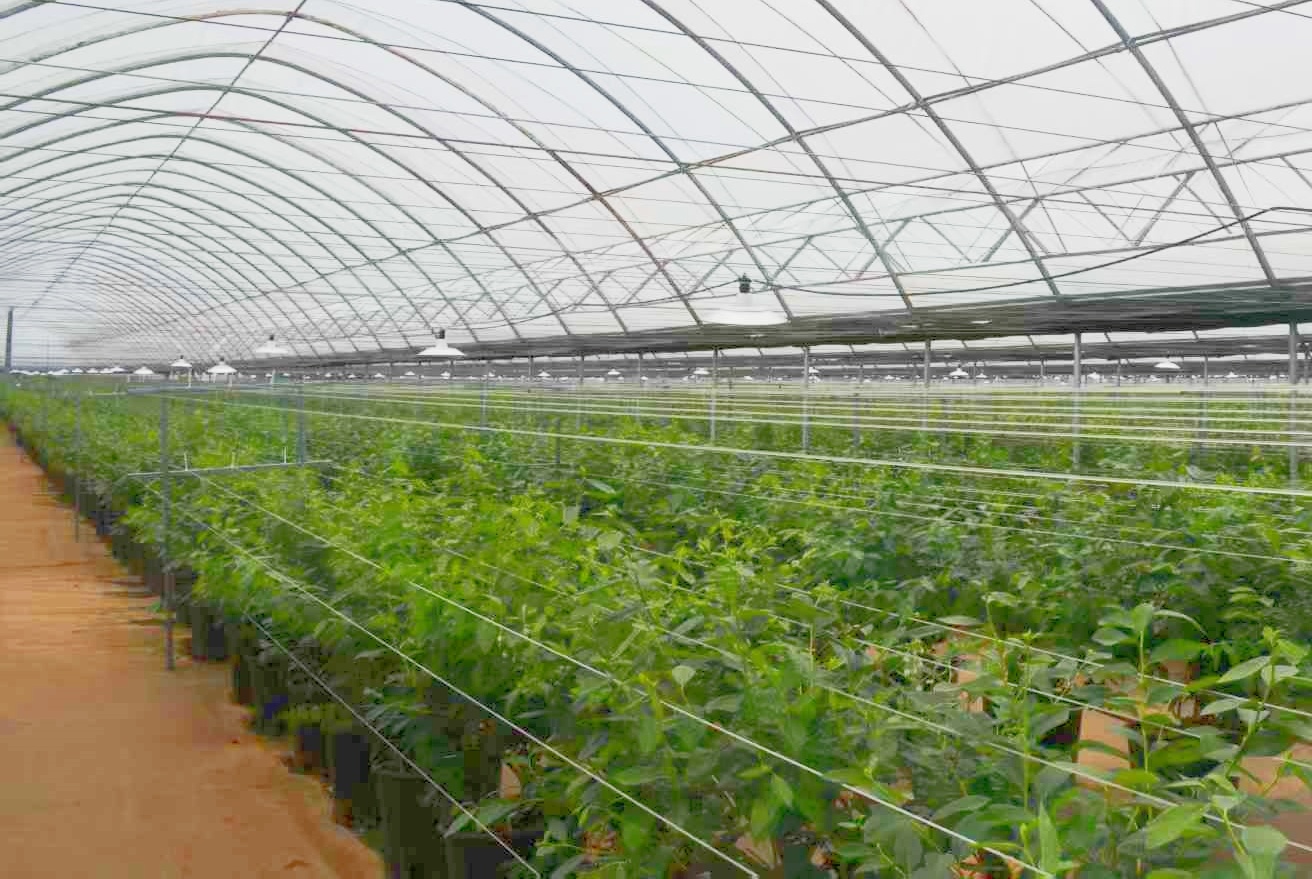 蓝莓种植基地。