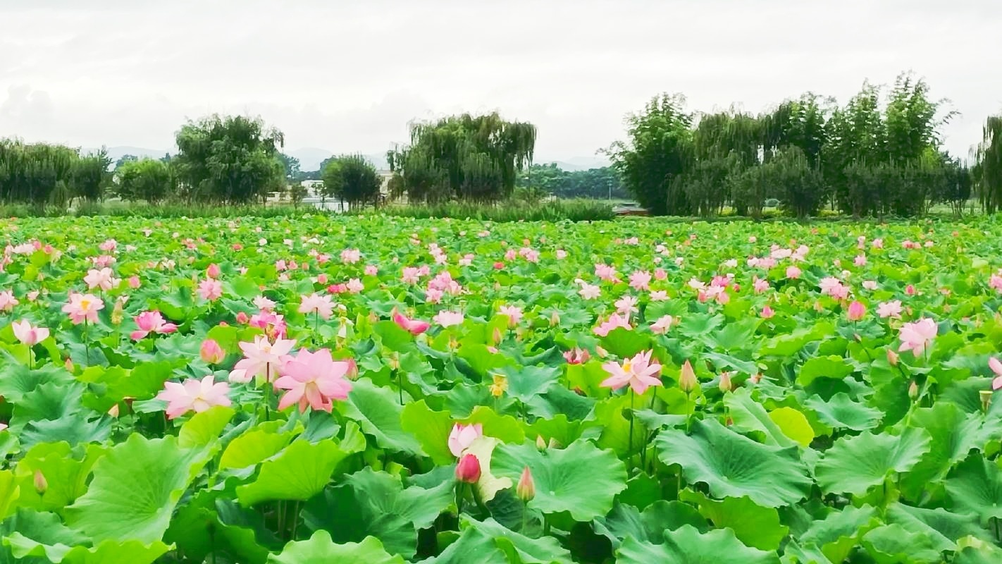 麒麟水乡。(资料图)