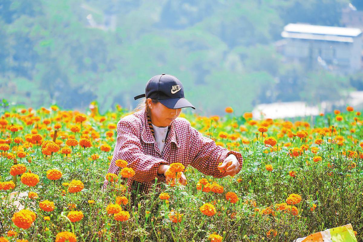 花农采摘万寿菊。 通讯员 范梅 摄