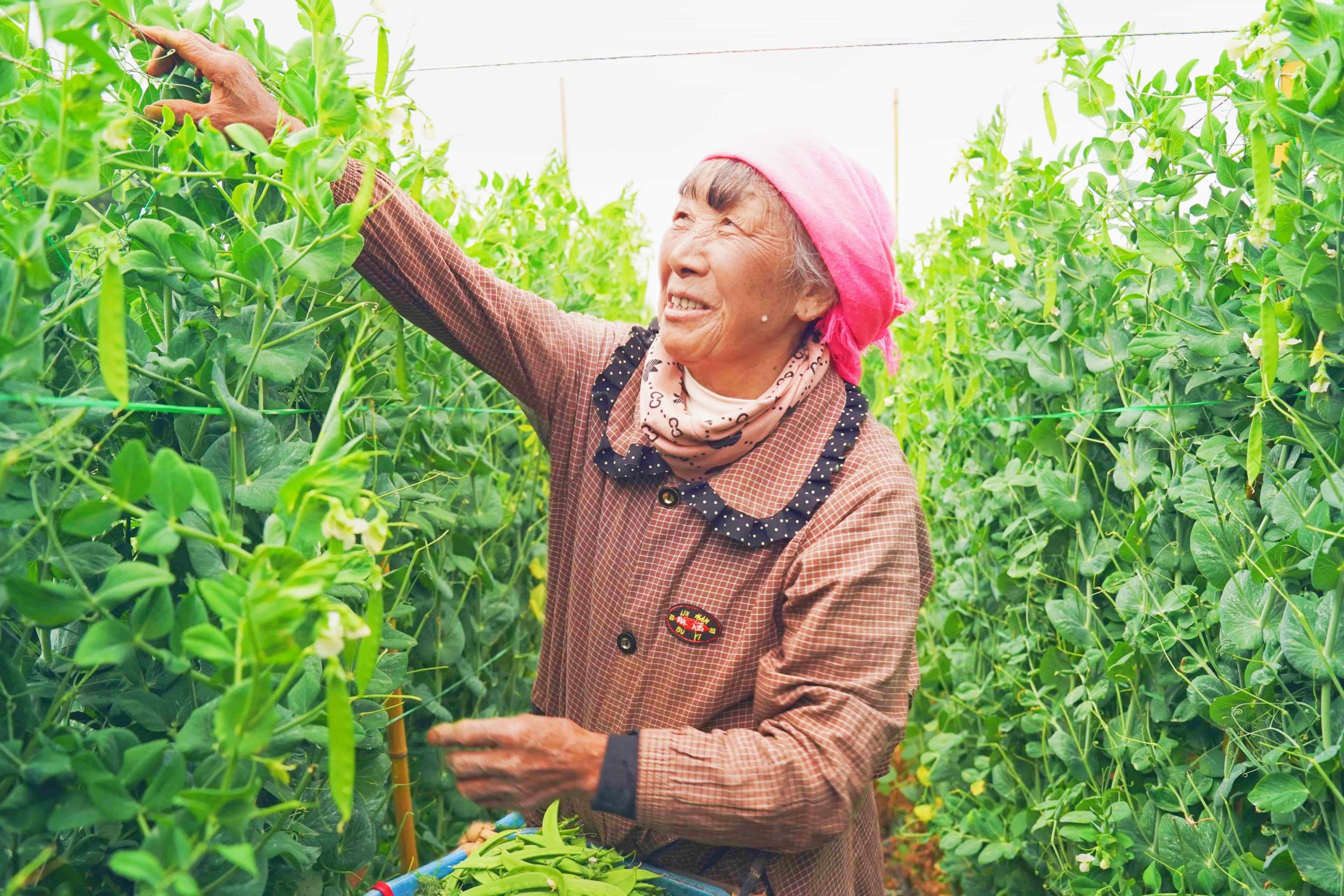 采摘荷兰豆。张客 摄