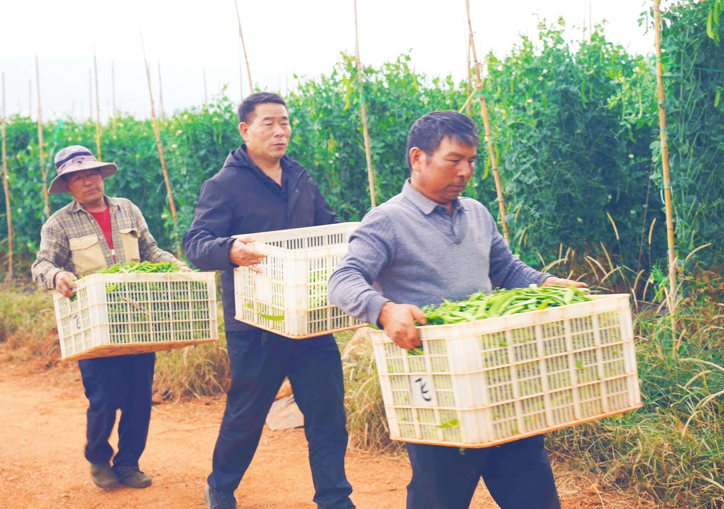 村民在荷兰豆种植基地务工。张客 摄