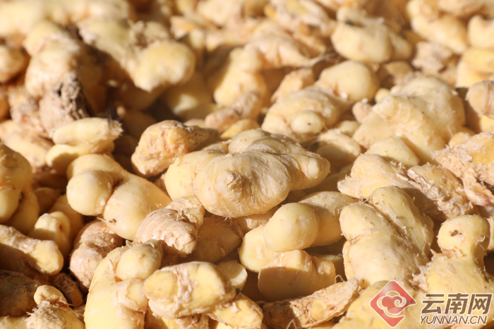 闻到一股小黄姜烘烤时时散发出的辛辣香味,随处可见烤姜户们忙着添火