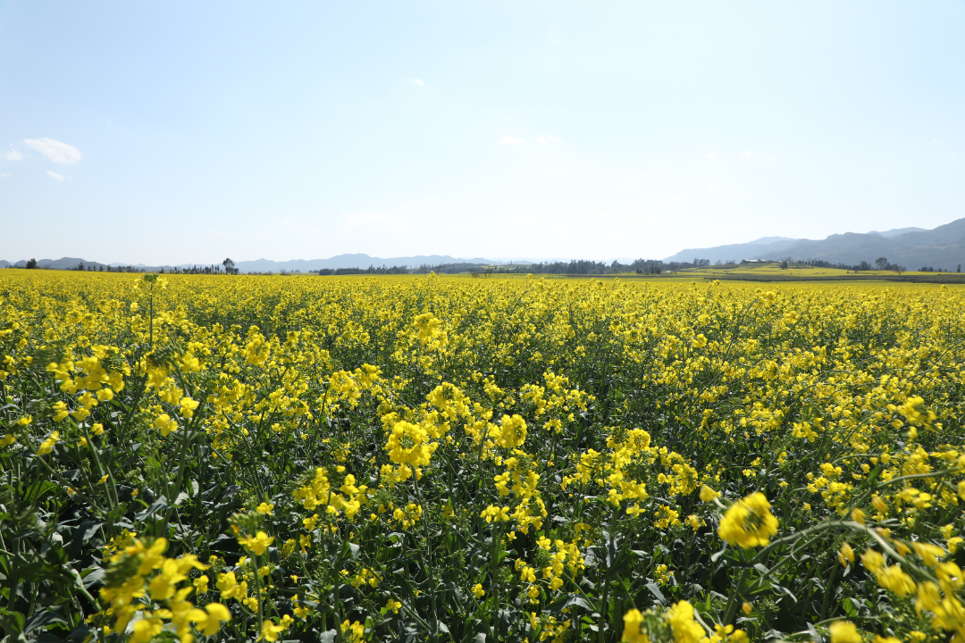 罗平:百万亩油菜花竞相绽放 不负春日不负卿_头图_曲靖频道_云南网