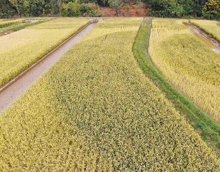 “风景稻”里话丰收