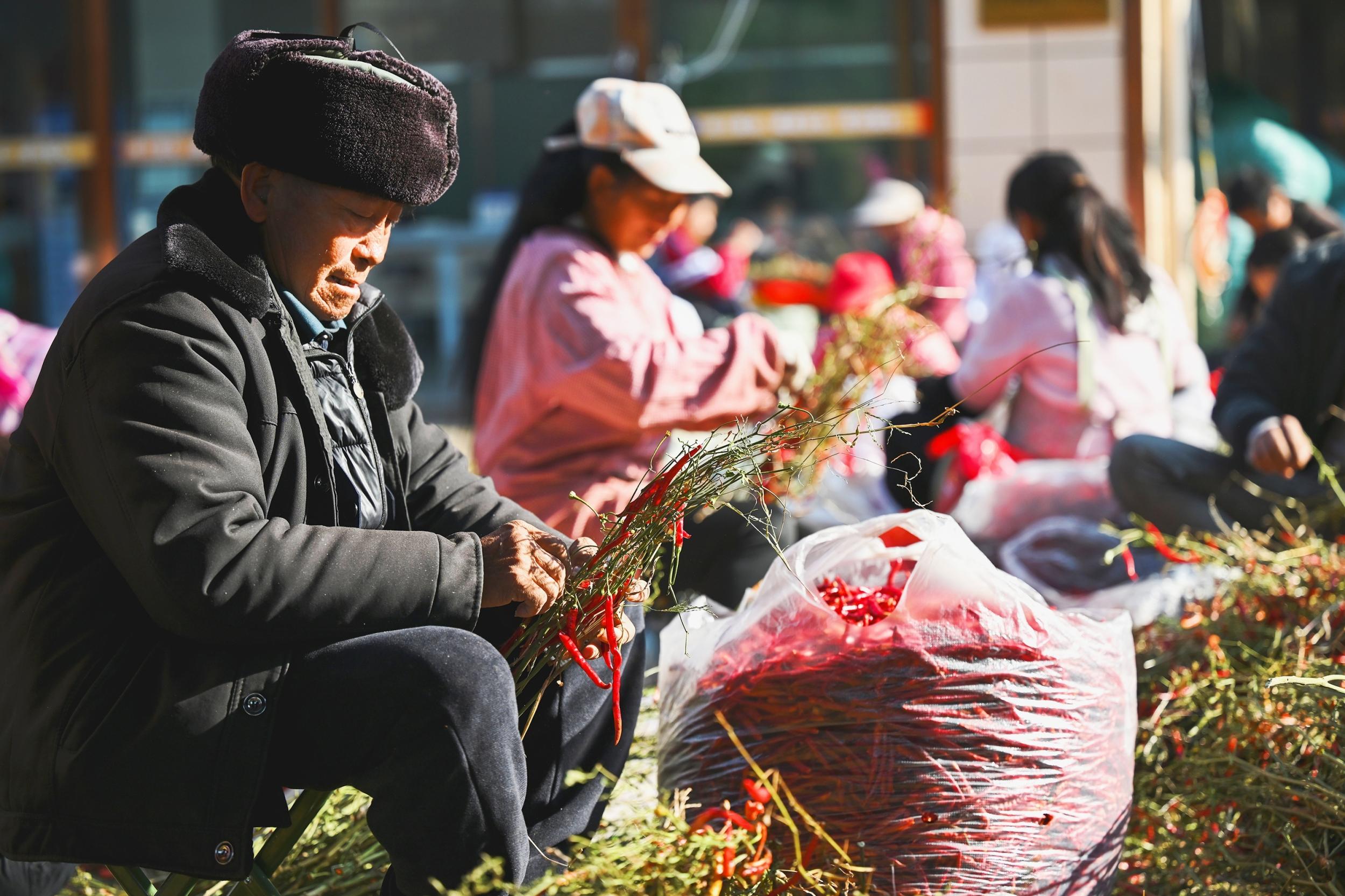 务工群众在分拣辣椒。董娅娟 摄