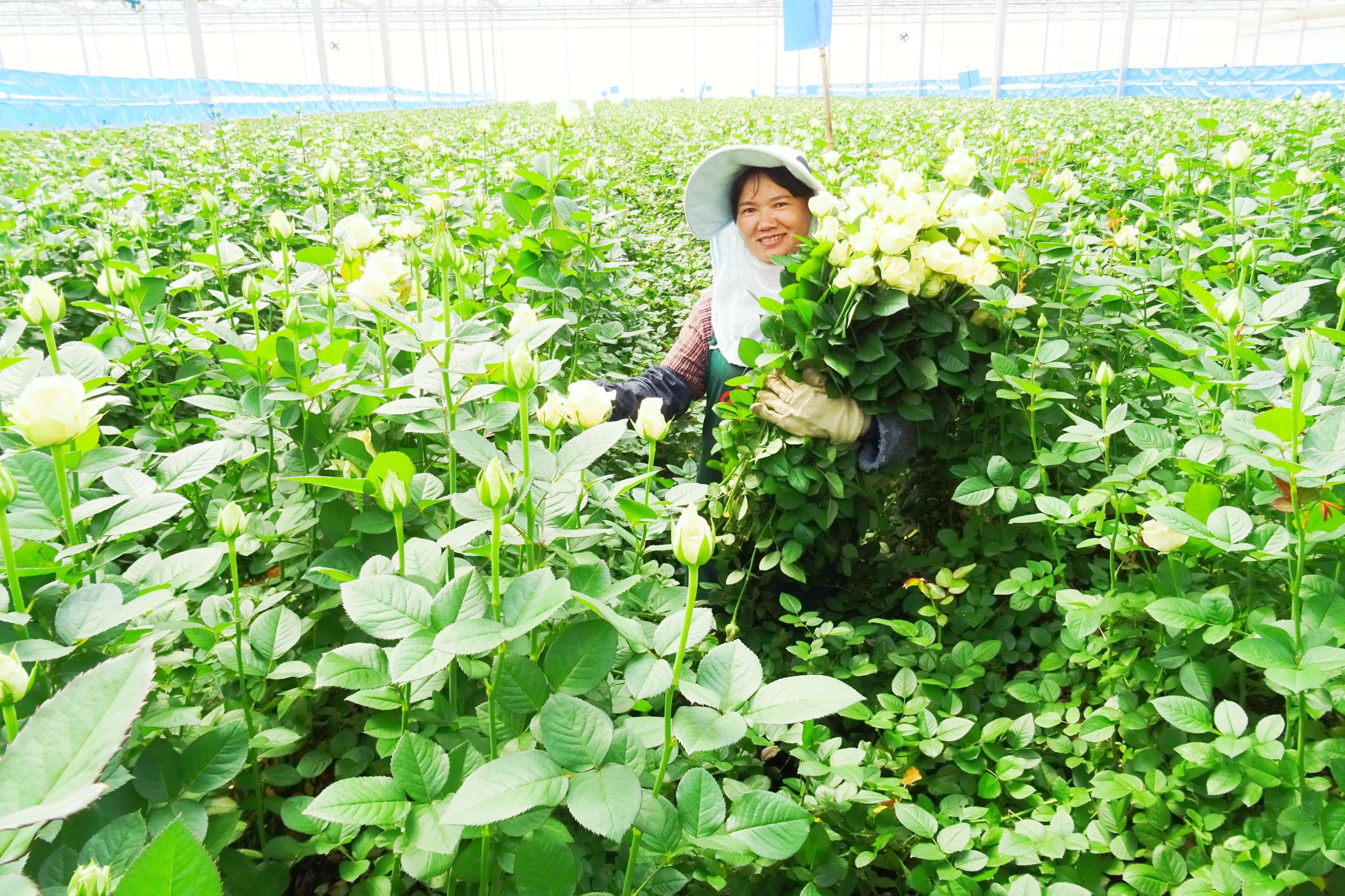 采收玫瑰花。刘成龙 摄