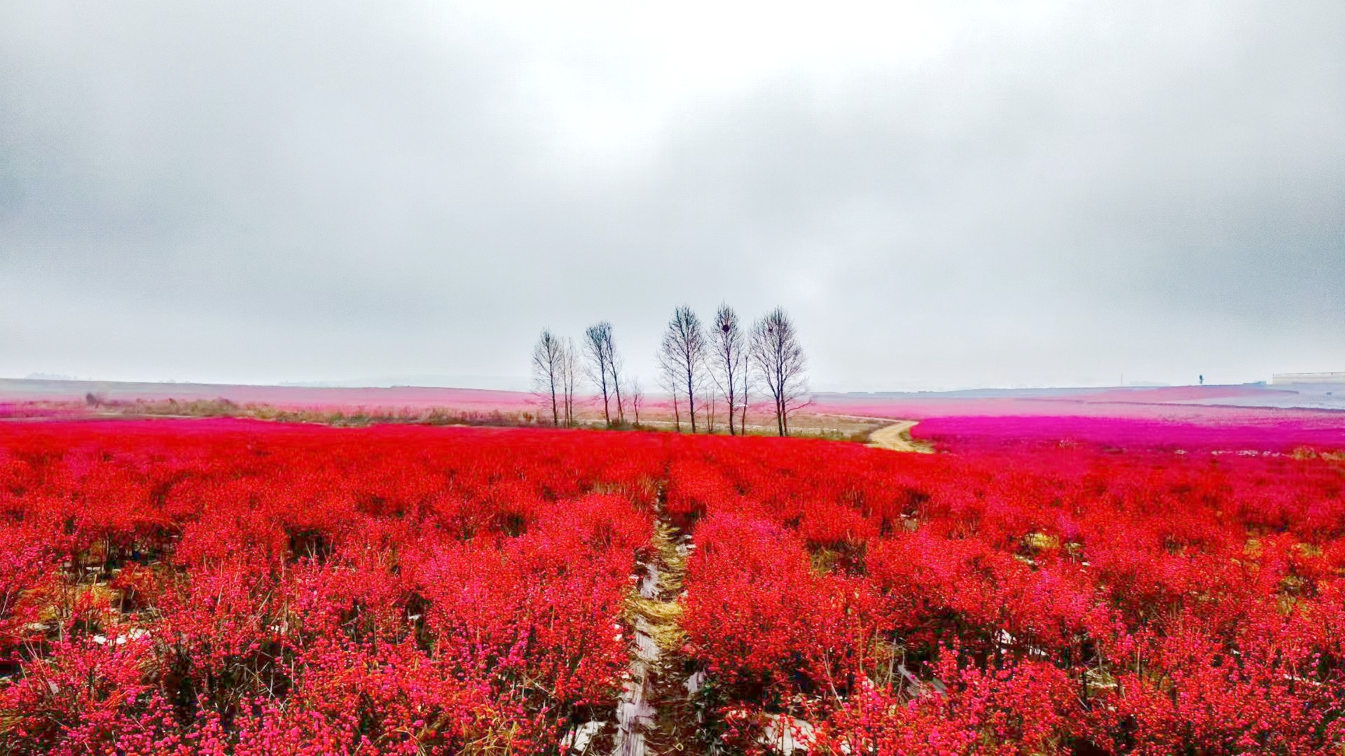 连片种植的北美冬青。赵燕英 摄