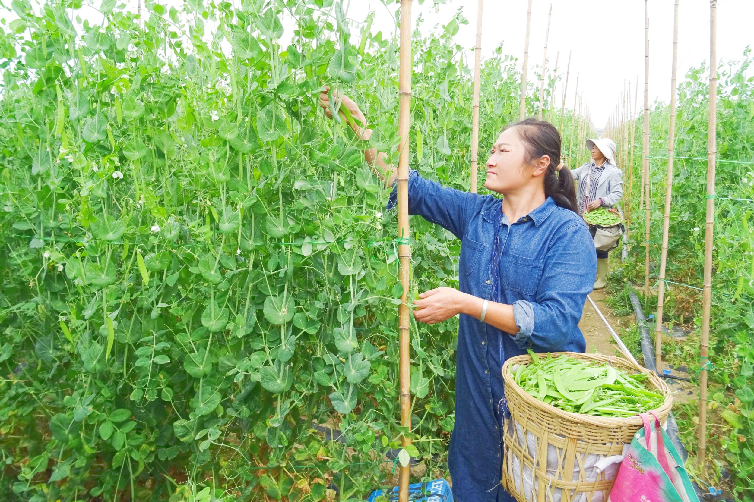 采摘大荚豆。刘成龙 摄