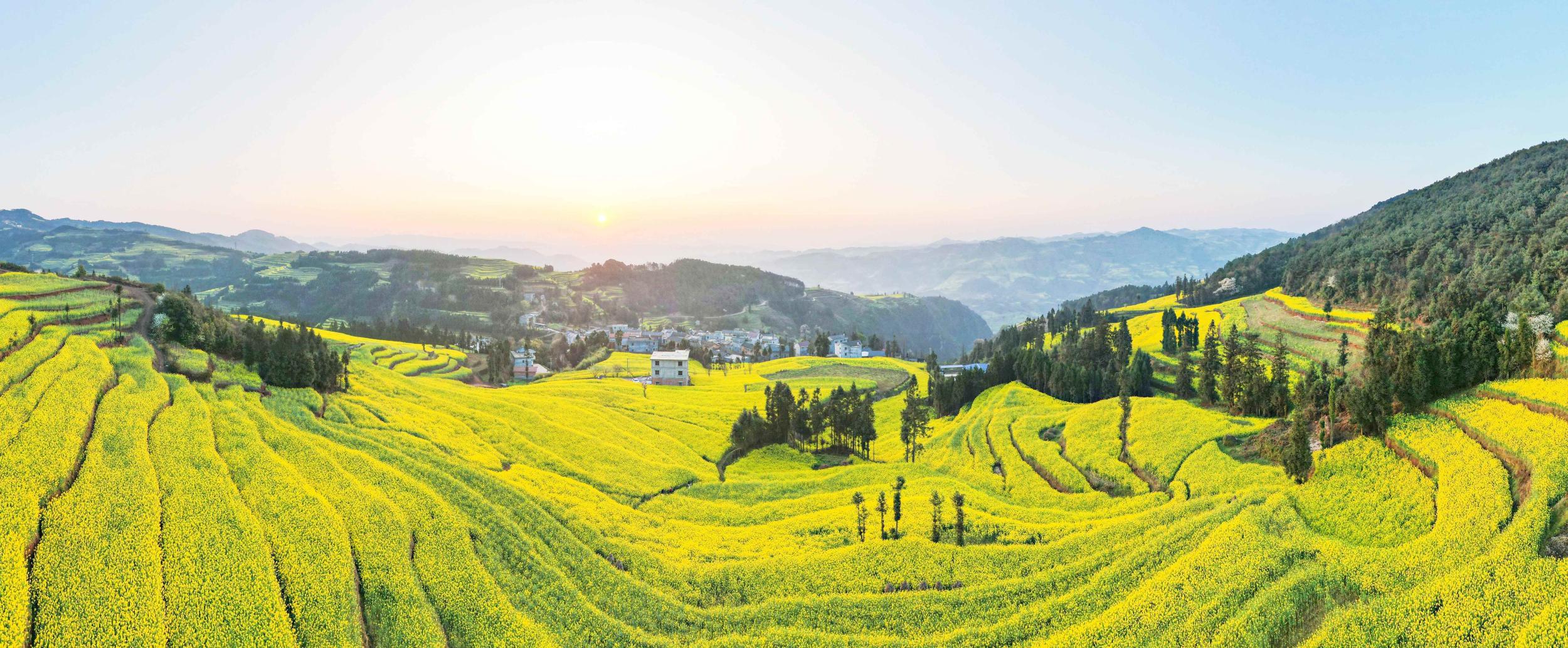 油菜花田。杨俊鹏 摄