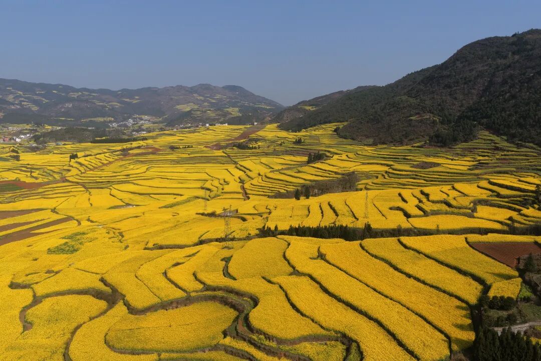 云南省罗平春节旅游交出亮眼成绩单