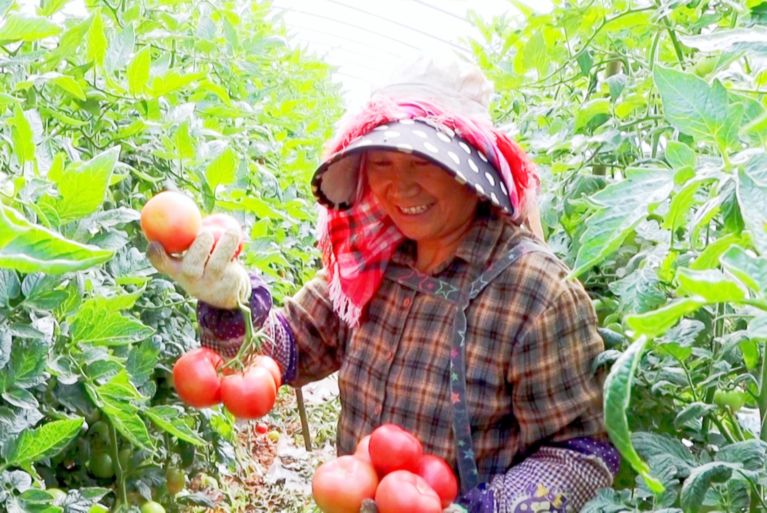 以科技赋能西红柿产业。雷学高 摄
