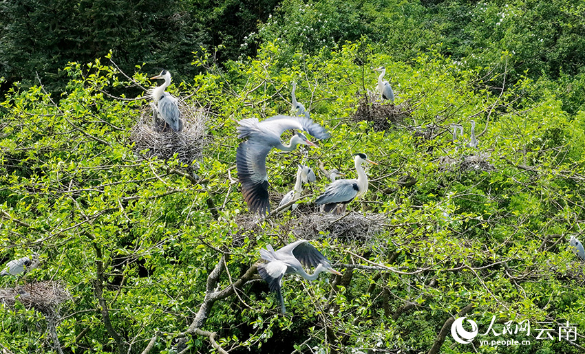 湾子水库畔，飞鸟在树木上歇息。毛虹 摄