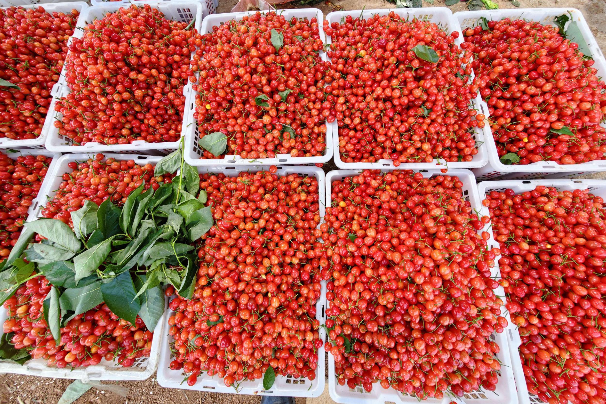 新鲜采摘的樱桃。