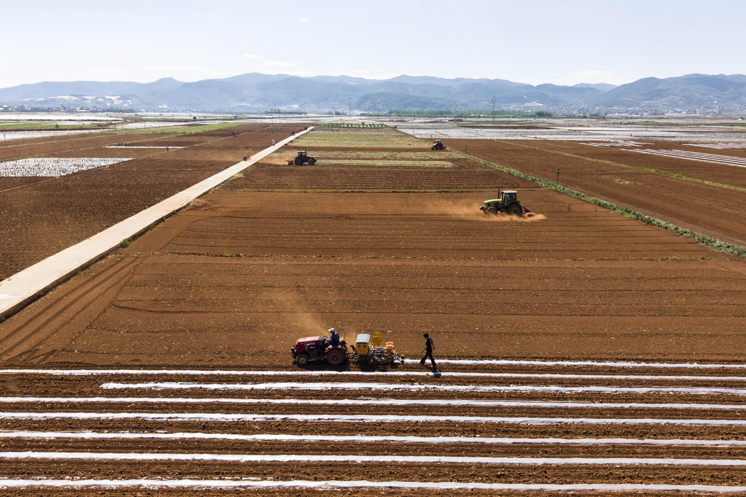 机械覆膜。尹永权 摄